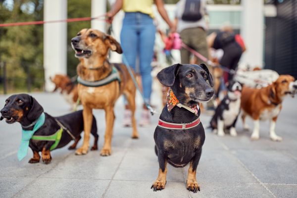 Milwaukee Pets