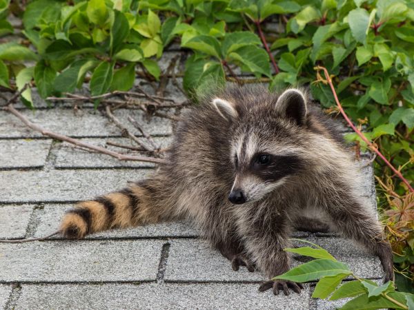 Milwaukee Wildlife Removal
