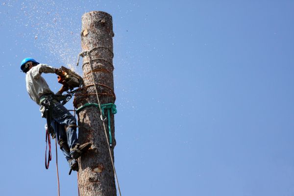 Milwaukee Tree Removal